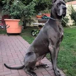 Great Dane Puppies from F&B Kennels