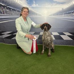 German Shorthaired Pointer All Grown Up from Halestorm Kennel