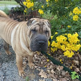 Topanga - Chinese Shar-Pei