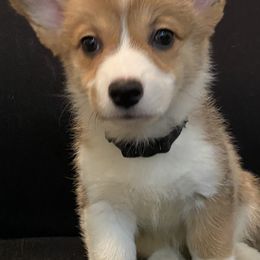 Pembroke Welsh Corgi Puppies from West Houston Corgis
