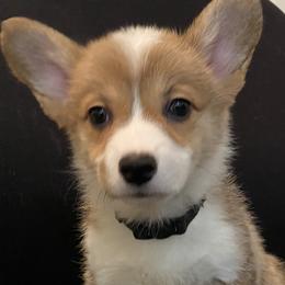 Pembroke Welsh Corgi Puppies from West Houston Corgis