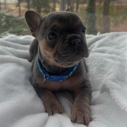Blue collar - Tricolors female French Bulldog puppy in Salisbury, Maryland from 77 Frenchies Maryland