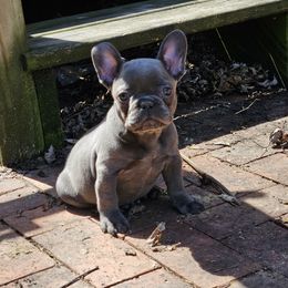 French Bulldog Puppies from MarvelousFrenchies