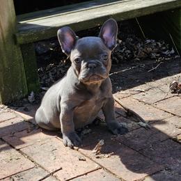 French Bulldog Puppies from MarvelousFrenchies