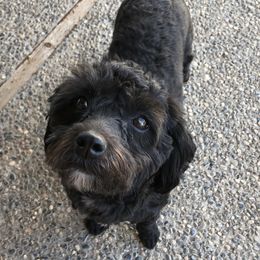 Basil - Shihpoo