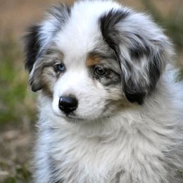 Australian Shepherd and Miniature American Shepherd Puppies from Bright Heart Aussies & Miniature American Shepherds