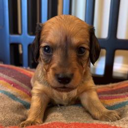 Patriot - Red male Dachshund puppy in Clarksdale, Mississippi from Bo Didley's Doxies