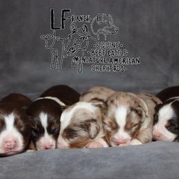 Miniature American Shepherd puppies from LF Ranch