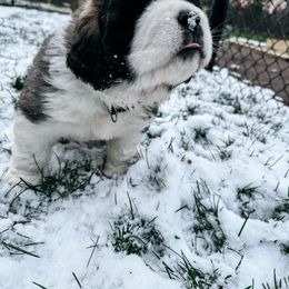 Saint Bernard Puppies from Northwoods Saint Bernards