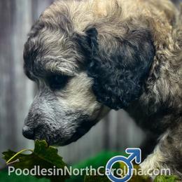 Fenwick - Sable male Poodle puppy in Greenville, North Carolina from Grace Poodles