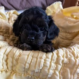 Boy 1 - Black brindle male Havapoo puppy in Centerville, Idaho from HopplevalleyPTA...(Puppies To Adore)