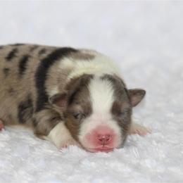 Mossberg - Blue merle male Australian Shepherd puppy in Circleville, Utah from Canyon Creek Aussies
