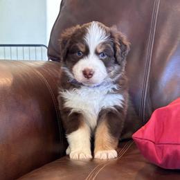 Arlo - Red tri-color male Australian Shepherd puppy in Creston, California from Copper Sky Aussies of the Cental Coast