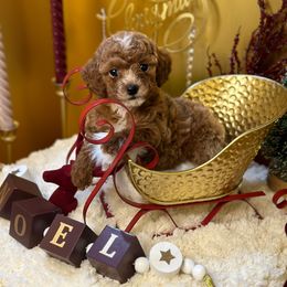 Cockapoo and Poodle Puppies from Rawls Lovely Little Tots