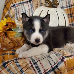 Siberian Husky Puppies from Haskins Huskies