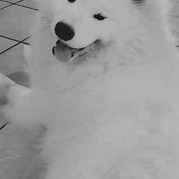 Samoyeds from OrangeLine Samoyeds