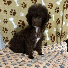 Coca puff - Brown female Poodle puppy in Pounding  Mill, Virginia from Rosa's Chihuahuas