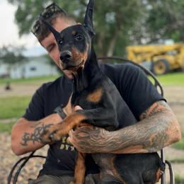 Empress - Black and rust female Doberman Pinscher puppy in Aplington, Iowa from Royal Dynasty Dobermann Kennel