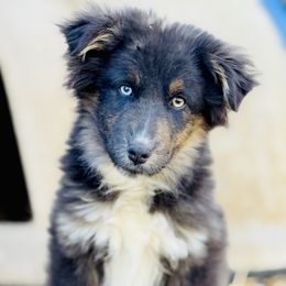 Boy 3 - Black tri-color Australian Shepherd puppy in Paint Rock, Alabama from Kotah’s Kennels