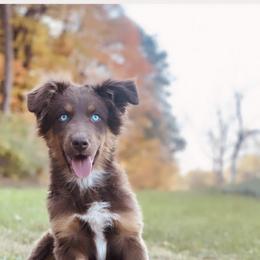 Australian Shepherd Puppies from Malin Family Aussies