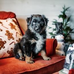 Juniper - Black tri-color male Australian Shepherd puppy in Eubank, Kentucky from Ashlee's Aussies