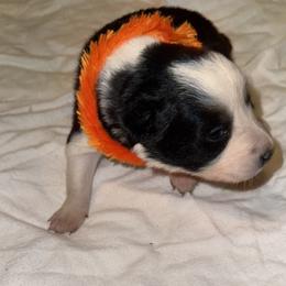 Raven - Black and white female Border Collie puppy in Foley, Alabama from Bama Border Collies