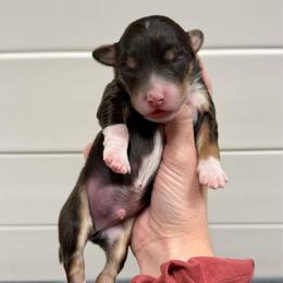 Nashville - Red tri-color male Aussiedoodle puppy in Heber City, Utah from Junipersdoodles