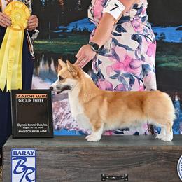 Broly - Pembroke Welsh Corgi