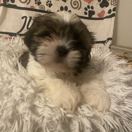 Leonardo - Brindle and white male Shih Tzu puppy in Blackwood, New Jersey from Ju Ju Bee Shih Tzus