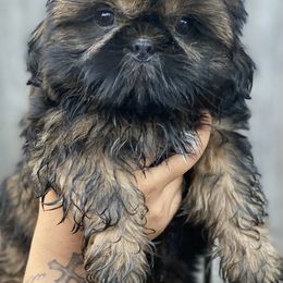 Bryce - Red male Shih Tzu puppy in Chico, California from North State Shih tzus