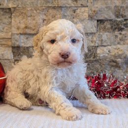Quartz - Off-white male Lagotto Romagnolo puppy in West Jordan, Utah from Salt Lake Lagotto