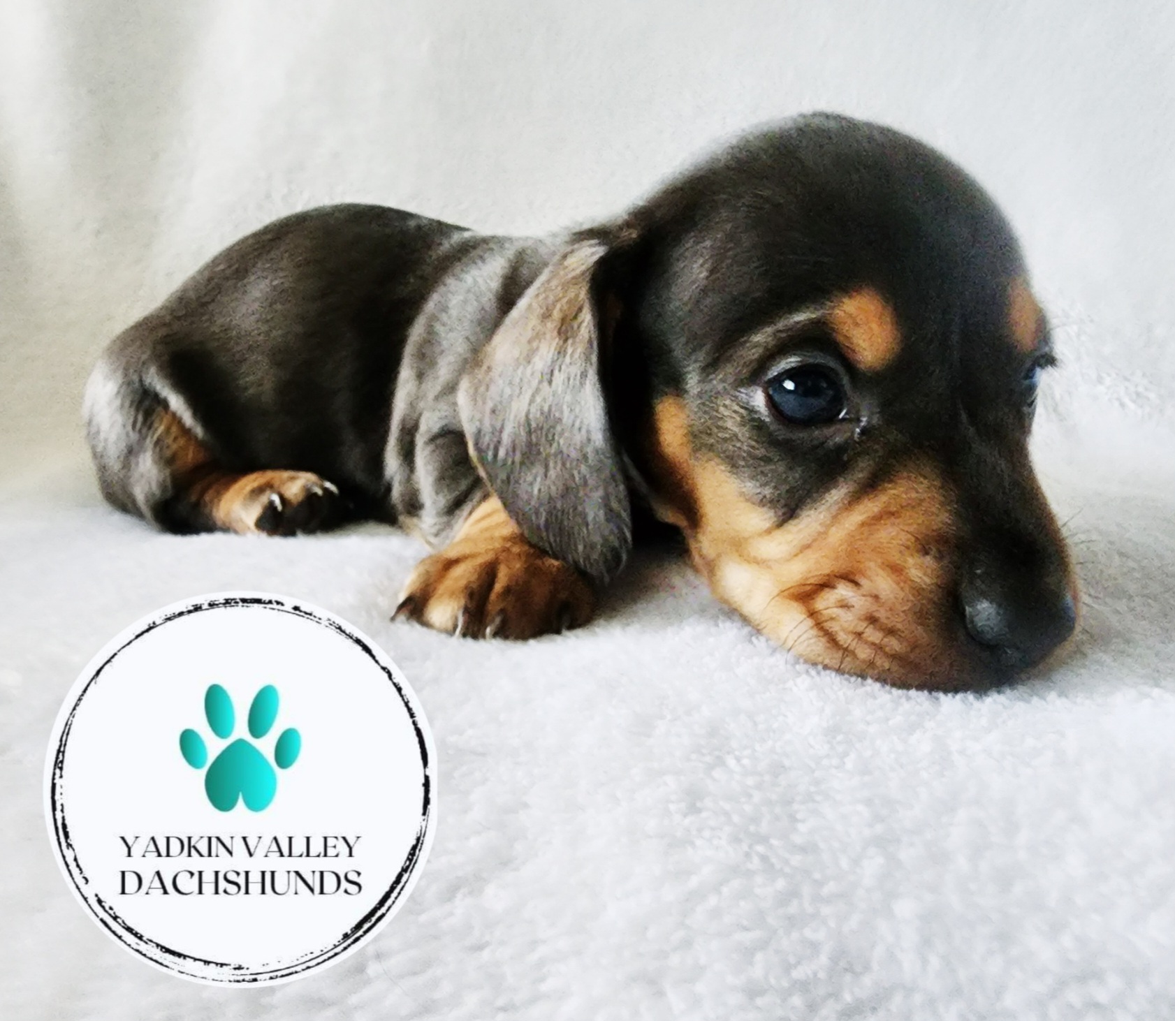 Dachshund Puppies from Yadkin Valley Dachshunds