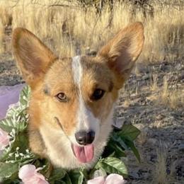 Darlin’ - Pembroke Welsh Corgi