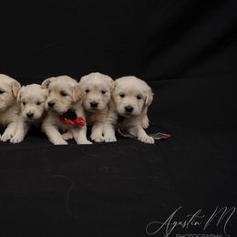 Golden Retriever Puppies from Bluehorsegoldens