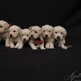 Golden Retriever Puppies from Bluehorsegoldens