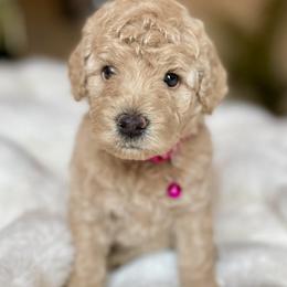 Katie - Caramel ice female Australian Labradoodle puppy in San Antonio, Texas from I Love U Back Labradoodles, LLC