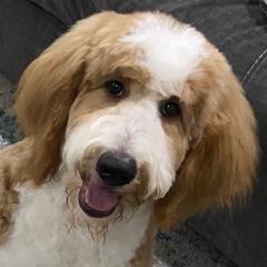 Huddy - Golden Mountain Doodle