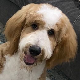 Huddy - Golden Mountain Doodle