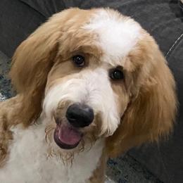 Huddy - Golden Mountain Doodle