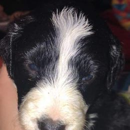 Aussiedoodles and Poodles from Pawsitive Foothills Pooches