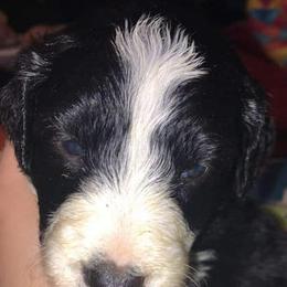 Aussiedoodles and Poodles from Pawsitive Foothills Pooches