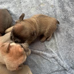 French Bulldog Puppies from Frenchiesbysouthernbell
