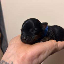 Blue Boy - Black and tan male Yorkshire Terrier puppy in Cornelia, Georgia from Kruz Kennels