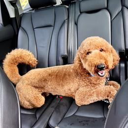 Rip - Goldendoodle