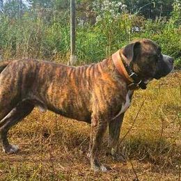 Alapaha Blue Blood Bulldog puppies from F. F. Fox’SFarm of ALAPAHA BLUE BLOOD BULLDOGS