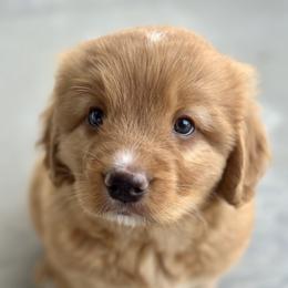 Nova Scotia Duck Tolling Retriever Puppies from Terracotta Tollers