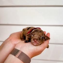 Rein - Merle female Labradoodle puppy in Elizabeth City, North Carolina from Howdy Doodles