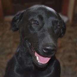 Labrador Retrievers from Marvelous Labs
