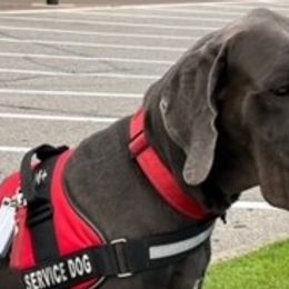 Ashkelon - Great Dane