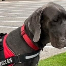 Ashkelon - Great Dane